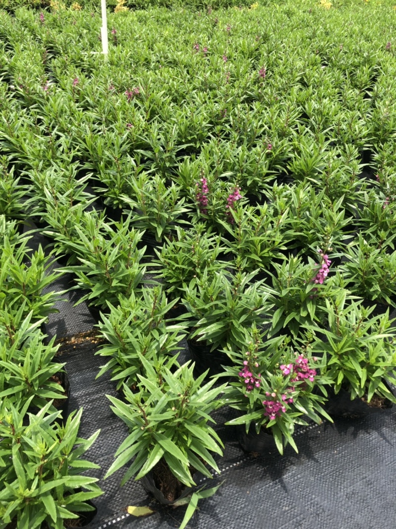 大量泥碳土时花现货供应