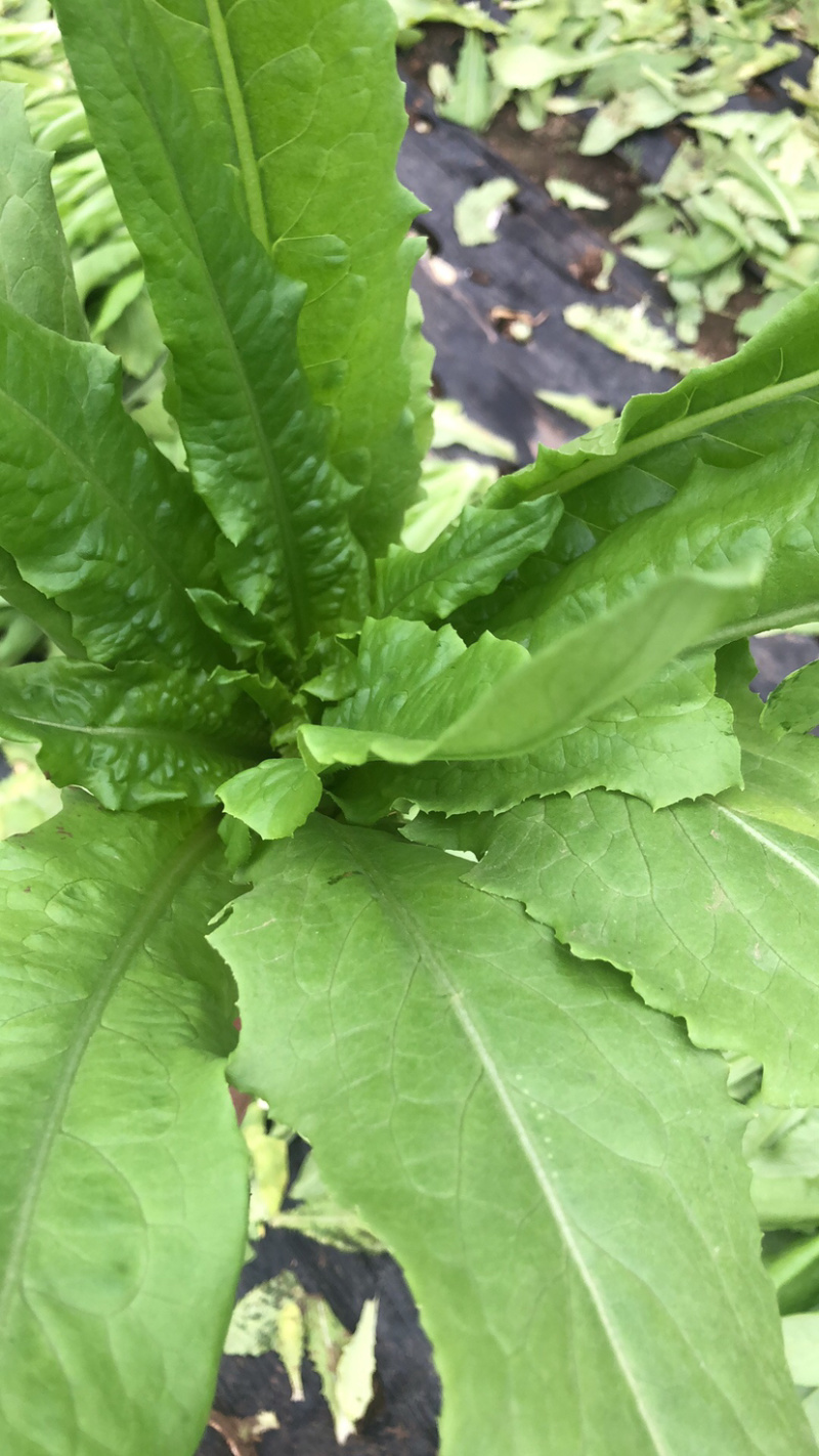 油麦菜