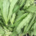 油麦菜