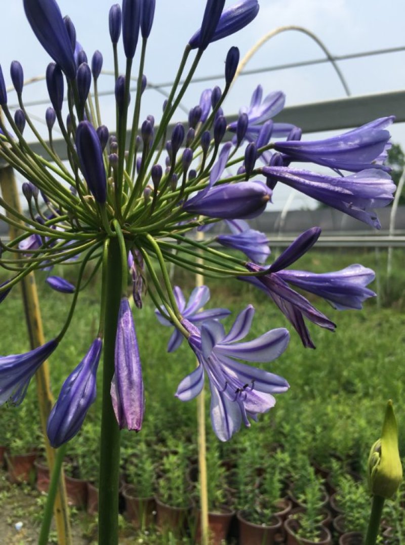 百子莲杯苗，蓝花君子兰基地批发，非洲百合种植户