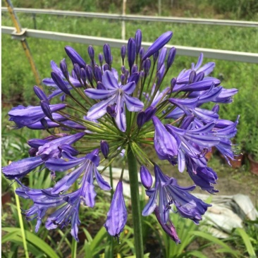 百子莲杯苗，蓝花君子兰基地批发，非洲百合种植户