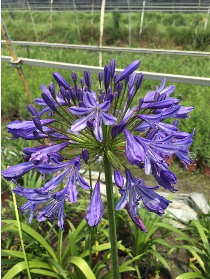 百子莲杯苗，蓝花君子兰基地批发，非洲百合种植户