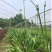 百子莲杯苗，蓝花君子兰基地批发，非洲百合种植户