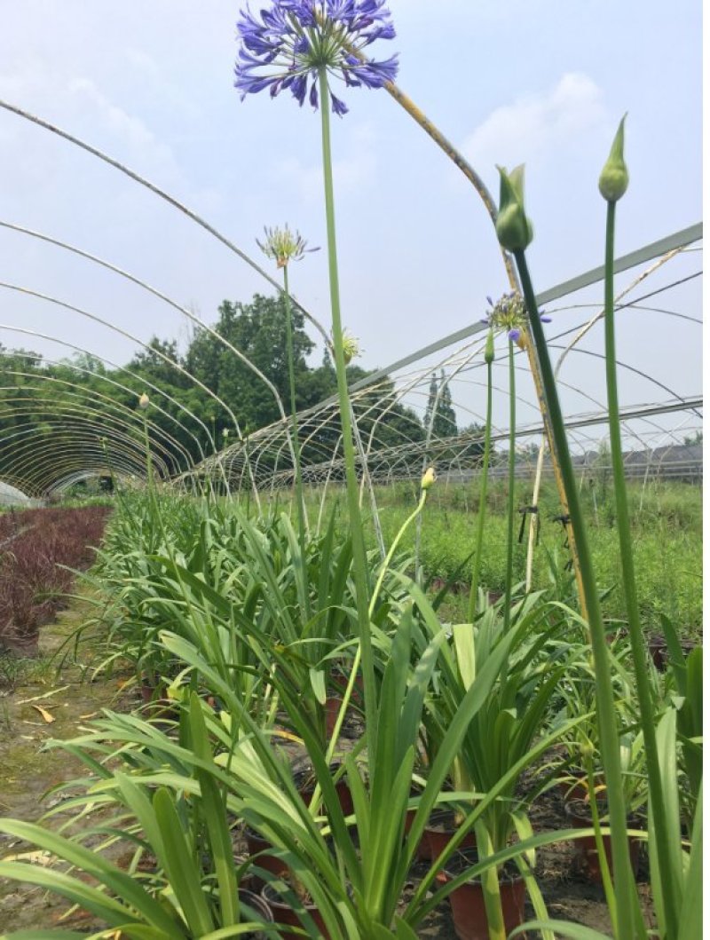 百子莲杯苗，蓝花君子兰基地批发，非洲百合种植户