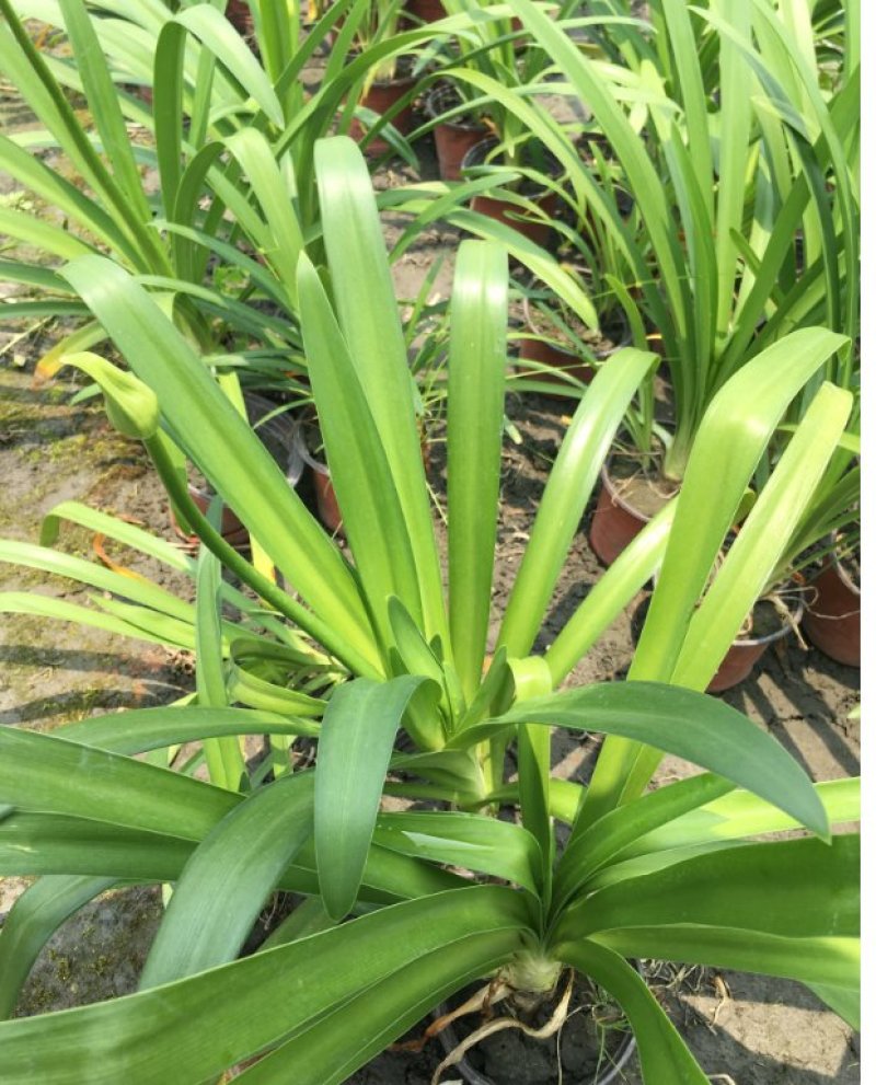 百子莲杯苗，蓝花君子兰基地批发，非洲百合种植户