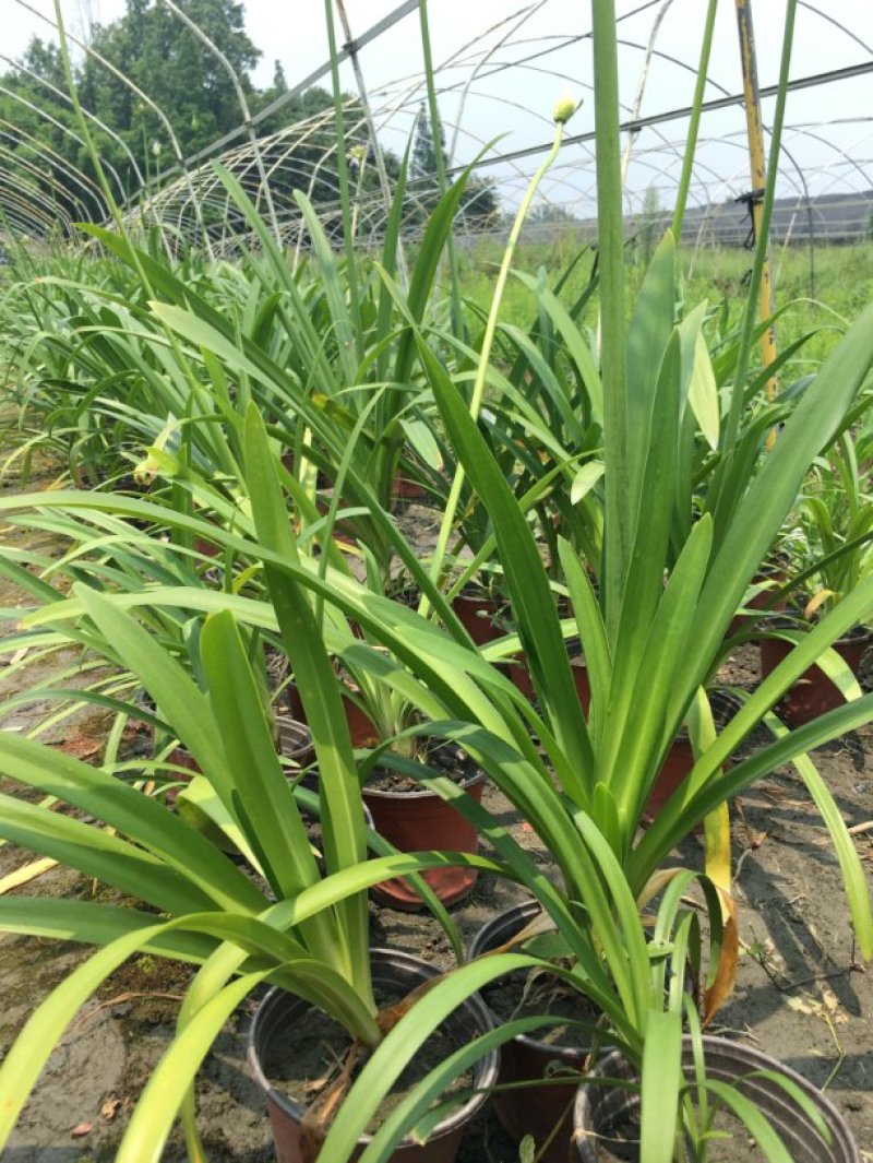 百子莲杯苗，蓝花君子兰基地批发，非洲百合种植户