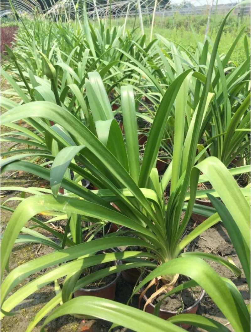百子莲杯苗，蓝花君子兰基地批发，非洲百合种植户