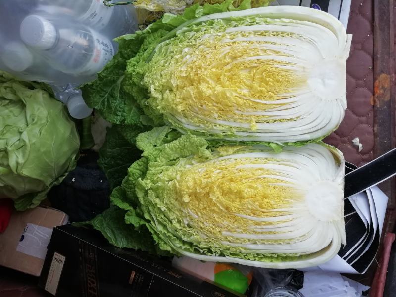 河北黄心白菜玲珑黄，基地直供量大从优品质保障，冷库
