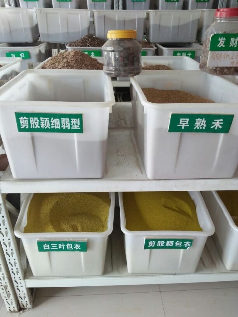 优质草坪牧草地被草花种籽批发公鼎绿化苗木园艺场