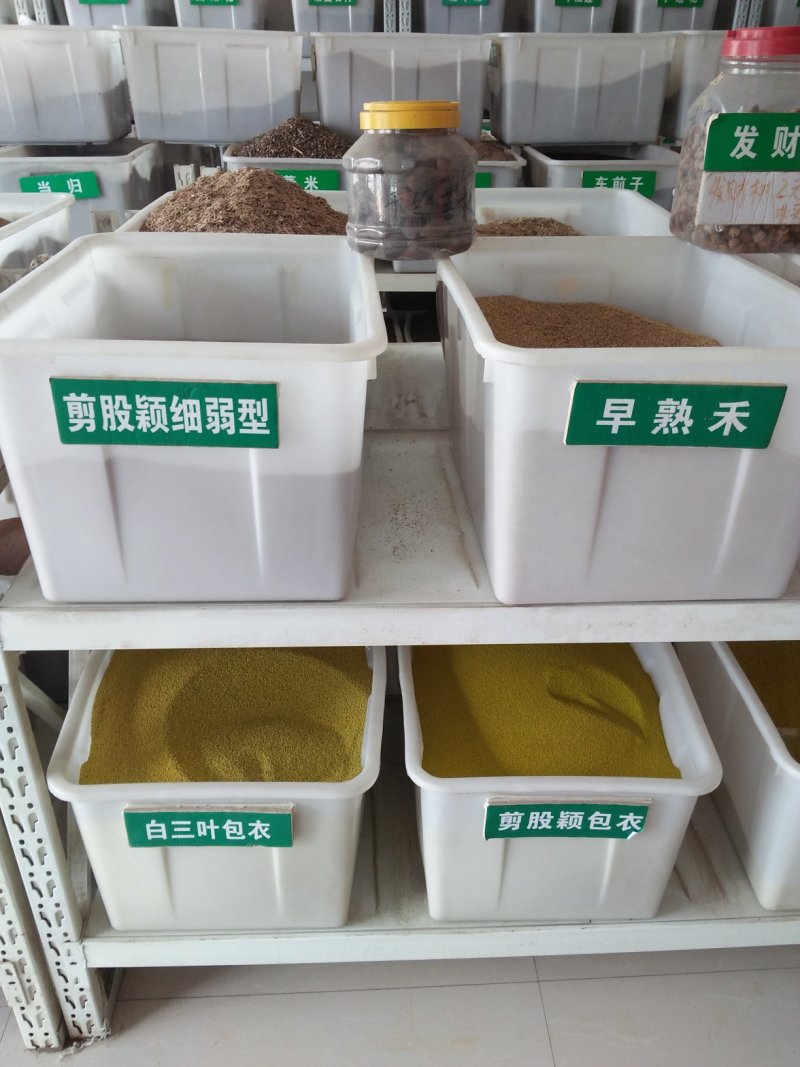 优质草坪牧草地被草花种籽批发公鼎绿化苗木园艺场