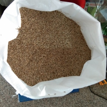 优质草坪牧草地被草花种籽批发公鼎绿化苗木园艺场