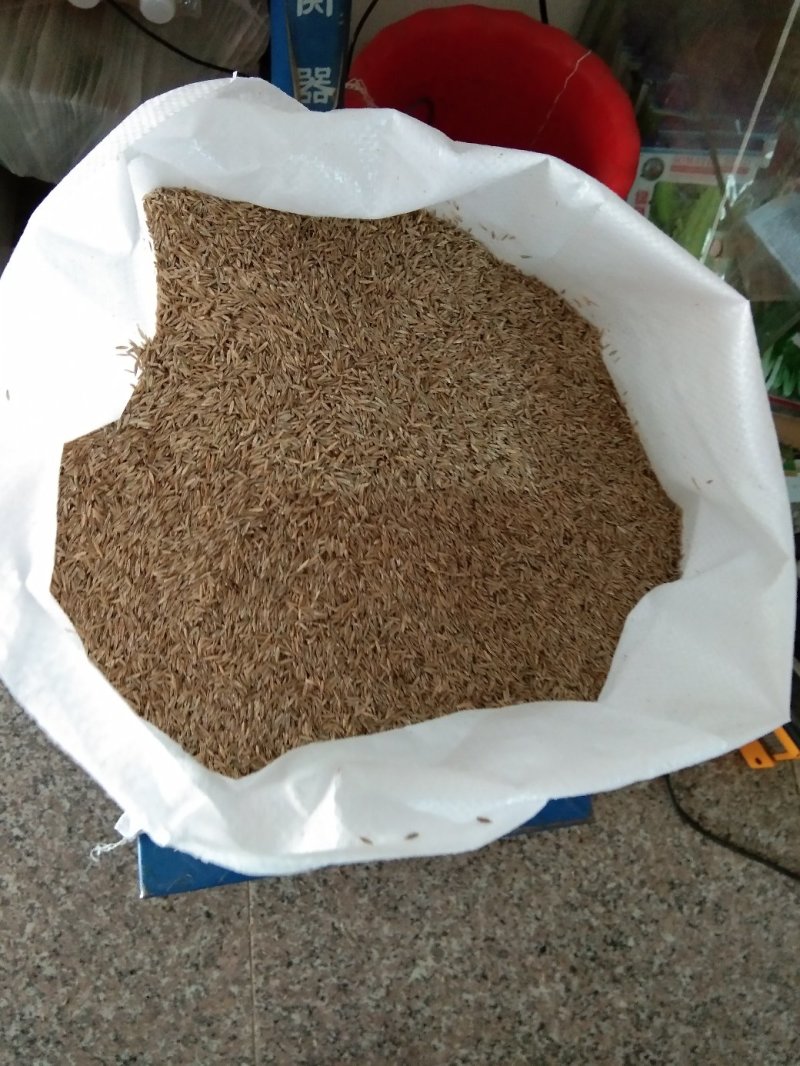 优质草坪牧草地被草花种籽批发公鼎绿化苗木园艺场
