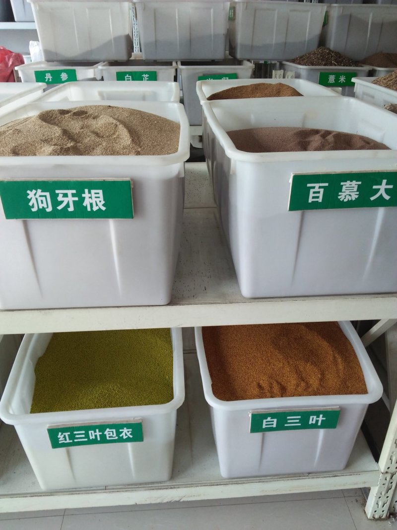 优质草坪牧草地被草花种籽批发公鼎绿化苗木园艺场