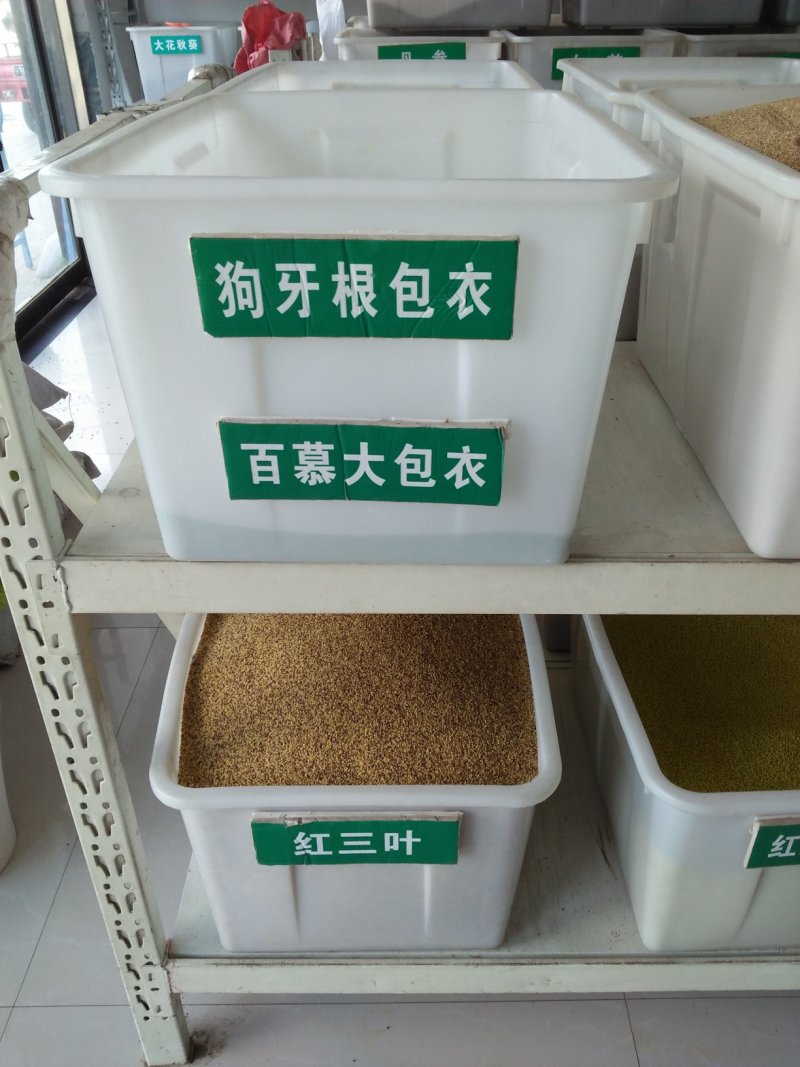 优质草坪牧草地被草花种籽批发公鼎绿化苗木园艺场