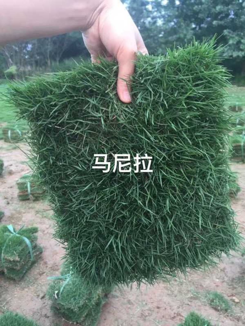 优质草坪牧草地被草花种籽批发公鼎绿化苗木园艺场