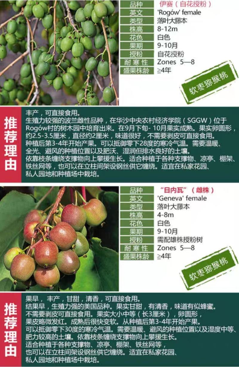 赤焰，红色九月，龙城2号，多个品种，甜度高，价格贵
