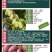 赤焰,红色九月,龙城2号,多个品种,甜度高,价格贵