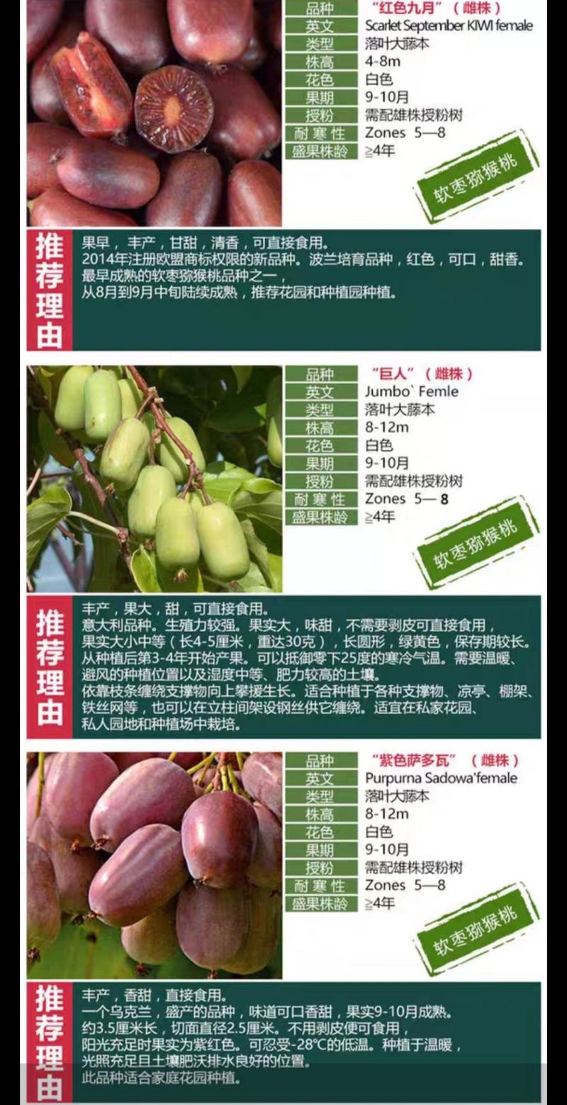 赤焰，红色九月，龙城2号，多个品种，甜度高，价格贵