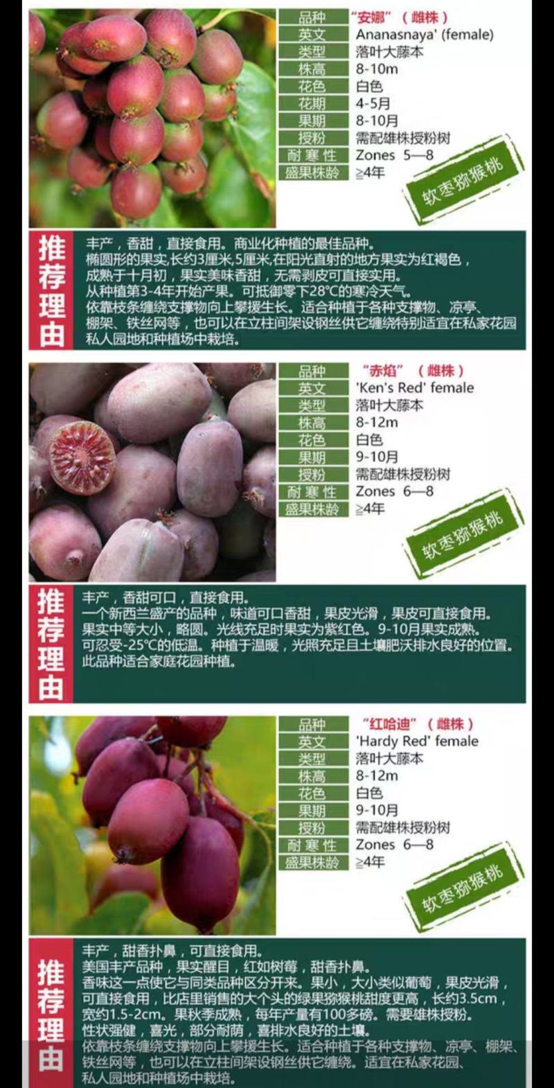 赤焰，红色九月，龙城2号，多个品种，甜度高，价格贵
