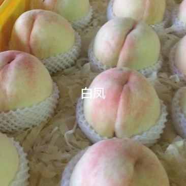 正宗阳山水蜜桃湖景晚期了价格优