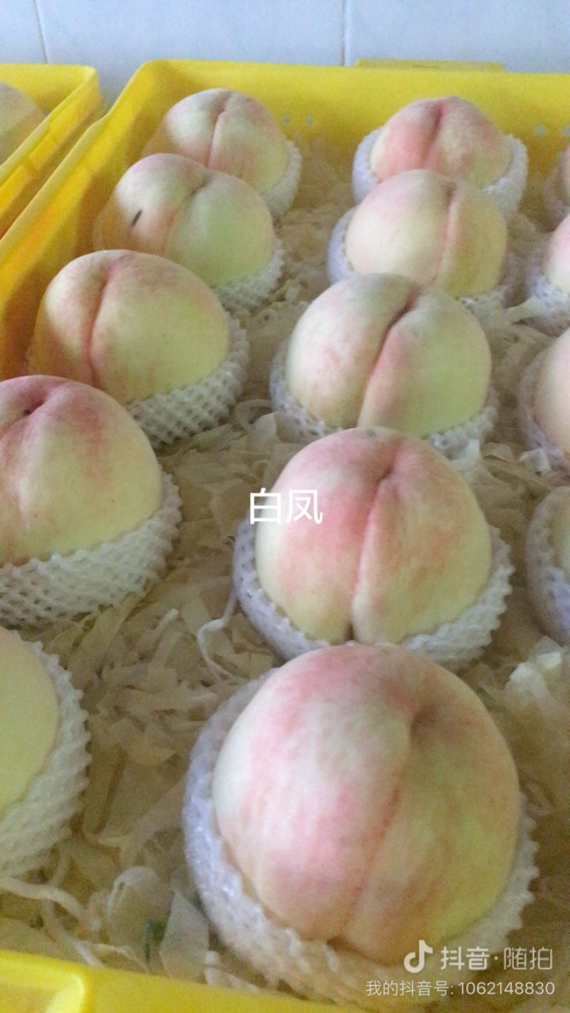 正宗阳山水蜜桃湖景晚期了价格优