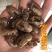 蝉蜕水洗蝉蜕无泥净货优质虫蜕规格齐产地直销品质保证