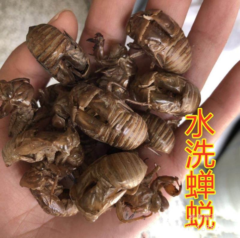 蝉蜕水洗蝉蜕无泥净货优质虫蜕规格齐产地直销品质保证