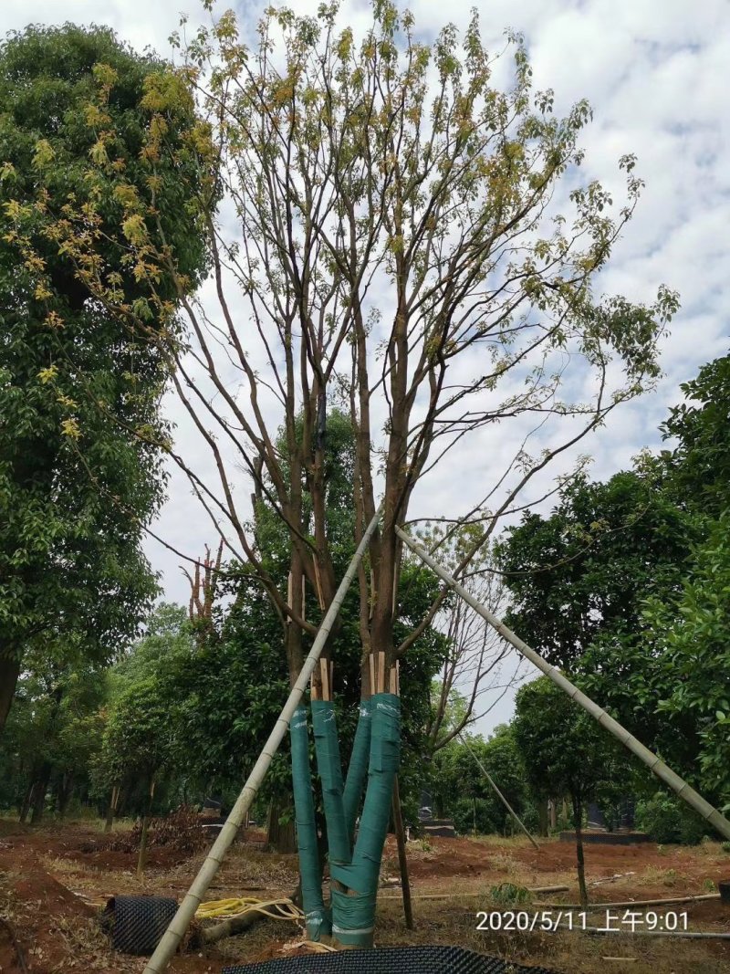 丛生香樟多杆香樟多头香樟袋苗香樟自家苗圃货源