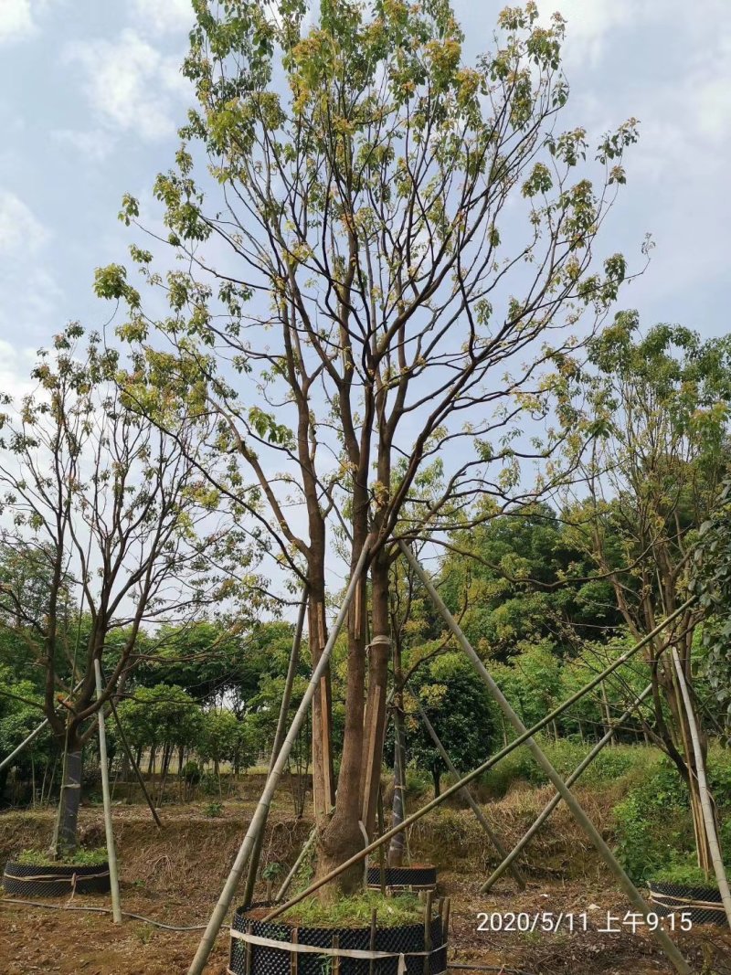 丛生香樟多杆香樟多头香樟袋苗香樟自家苗圃货源