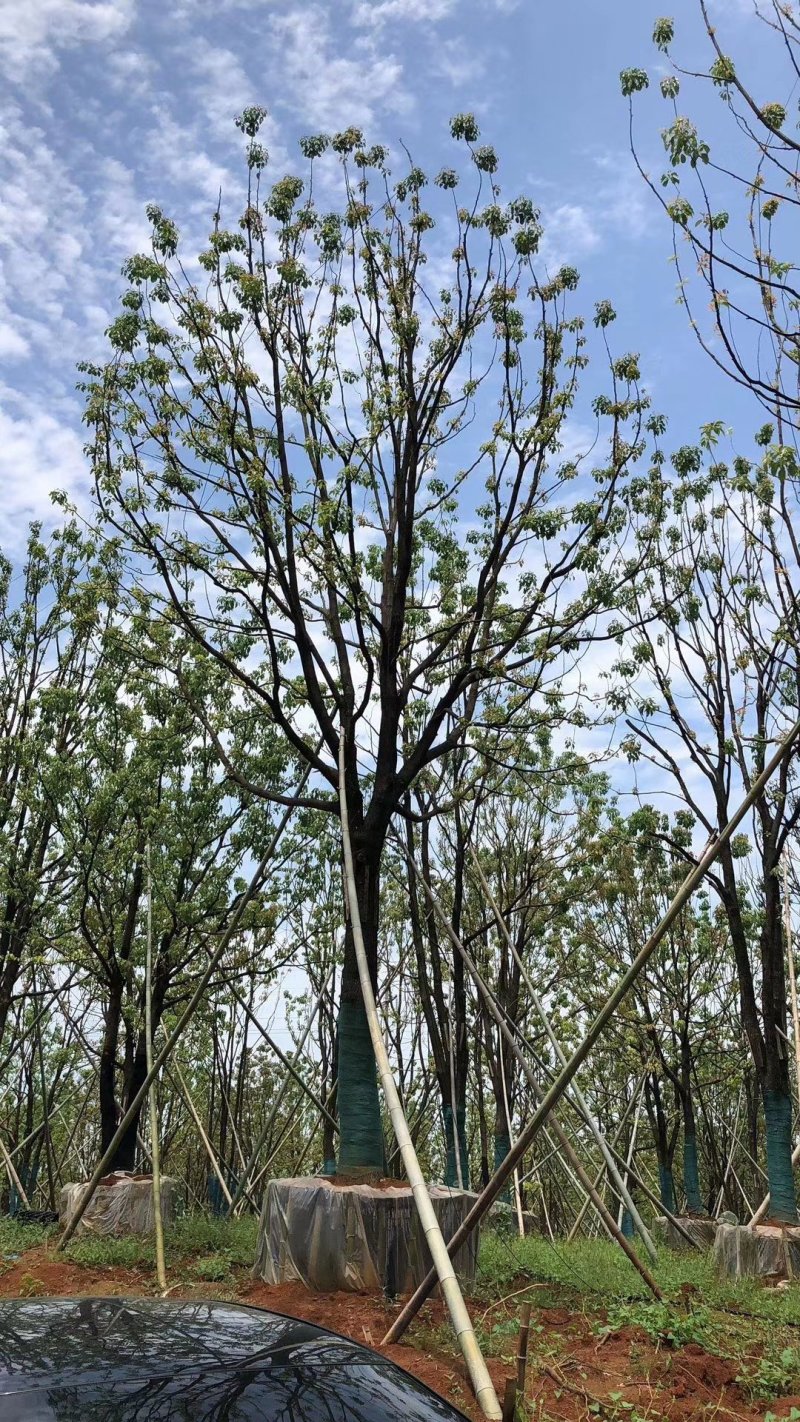 丛生香樟多杆香樟多头香樟袋苗香樟自家苗圃货源