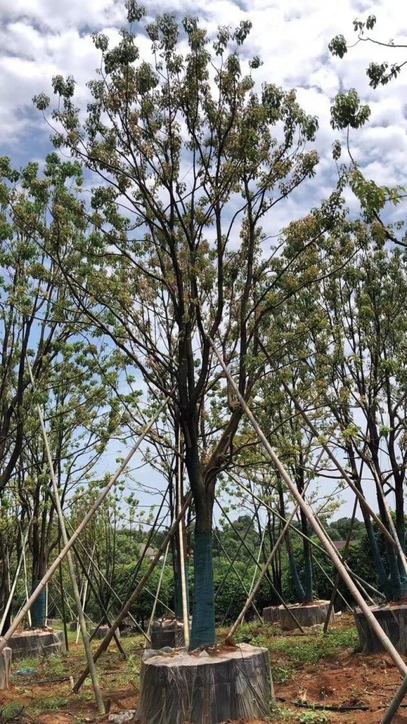 单杆容器假植全冠香樟袋苗香樟行道树香樟自家苗圃基地