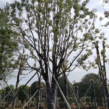 单杆容器假植全冠香樟袋苗香樟行道树香樟自家苗圃基地