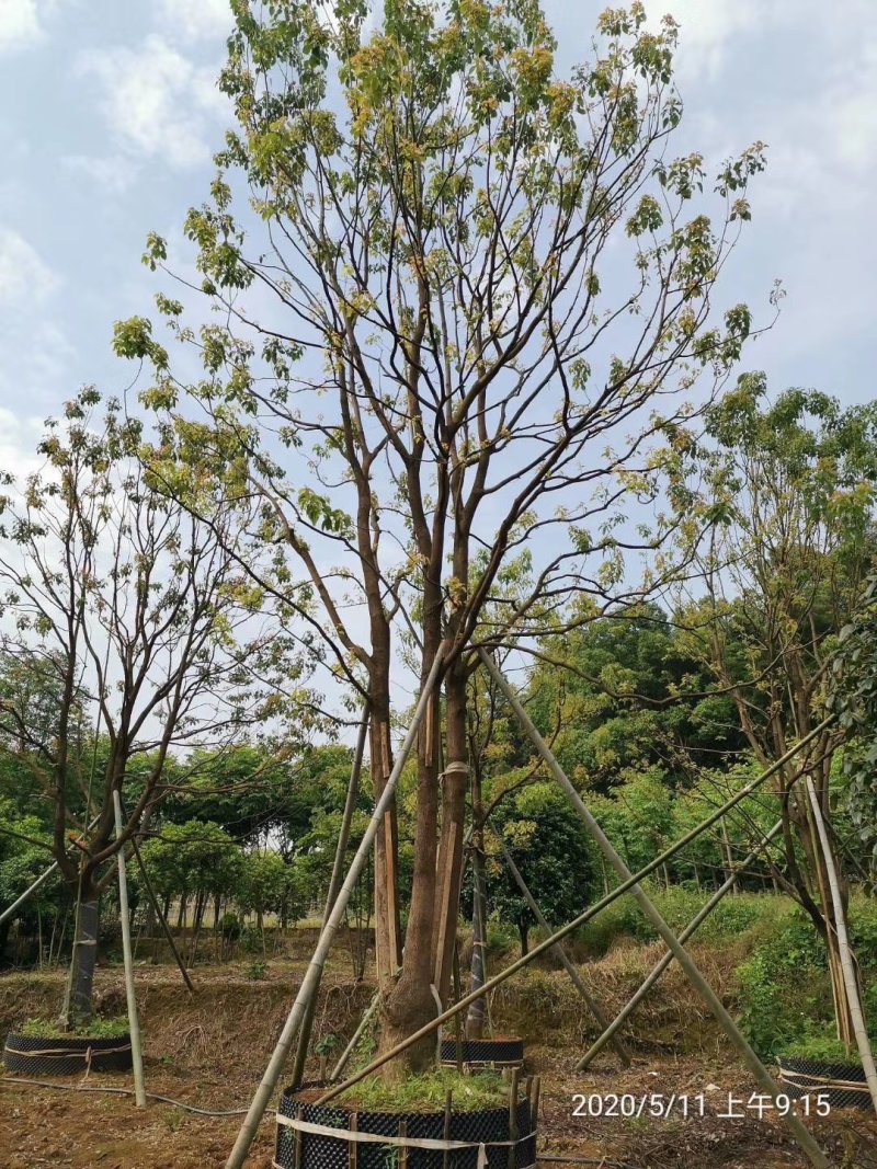 单杆容器假植全冠香樟袋苗香樟行道树香樟自家苗圃基地