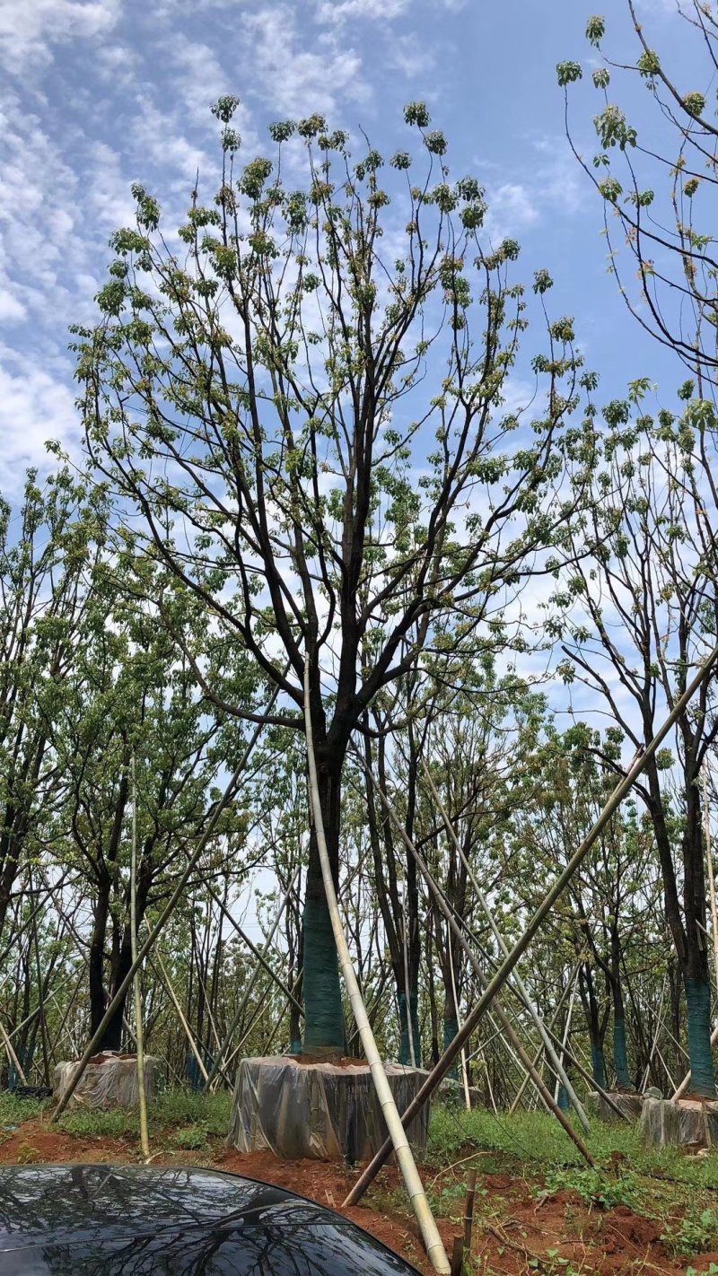 单杆容器假植全冠香樟袋苗香樟行道树香樟自家苗圃基地