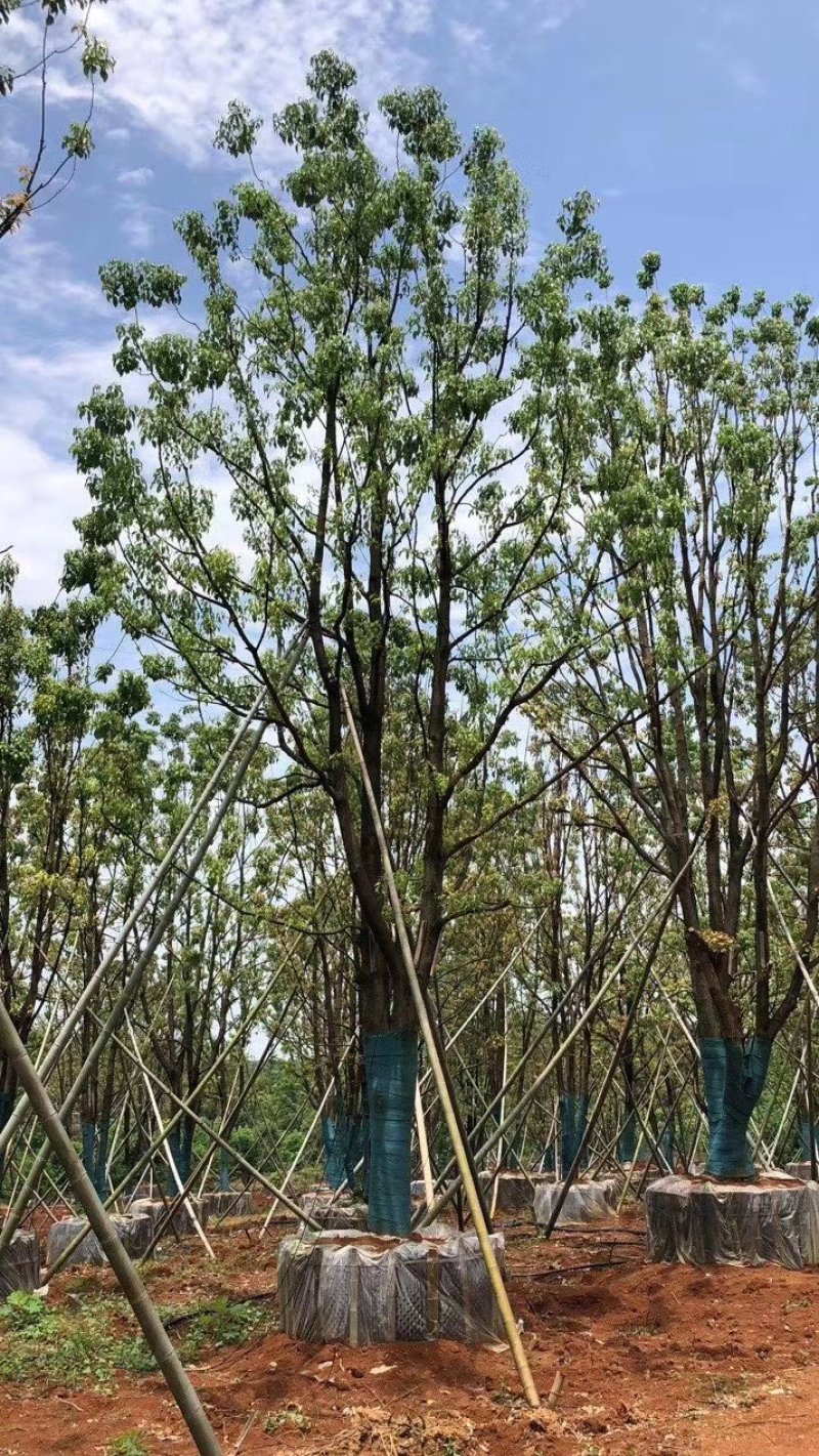 单杆容器假植全冠香樟袋苗香樟行道树香樟自家苗圃基地