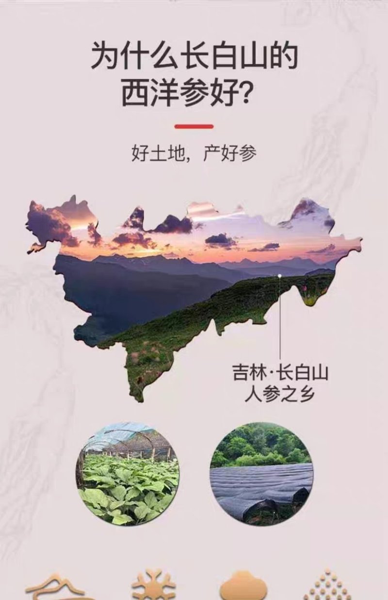 长白山当地西洋参片各种规格纯软支高品质包邮产地直发