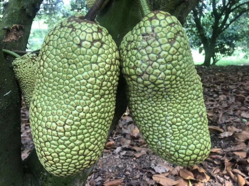 海南榴莲蜜当季热带水果湿包菠萝蜜榴莲口味