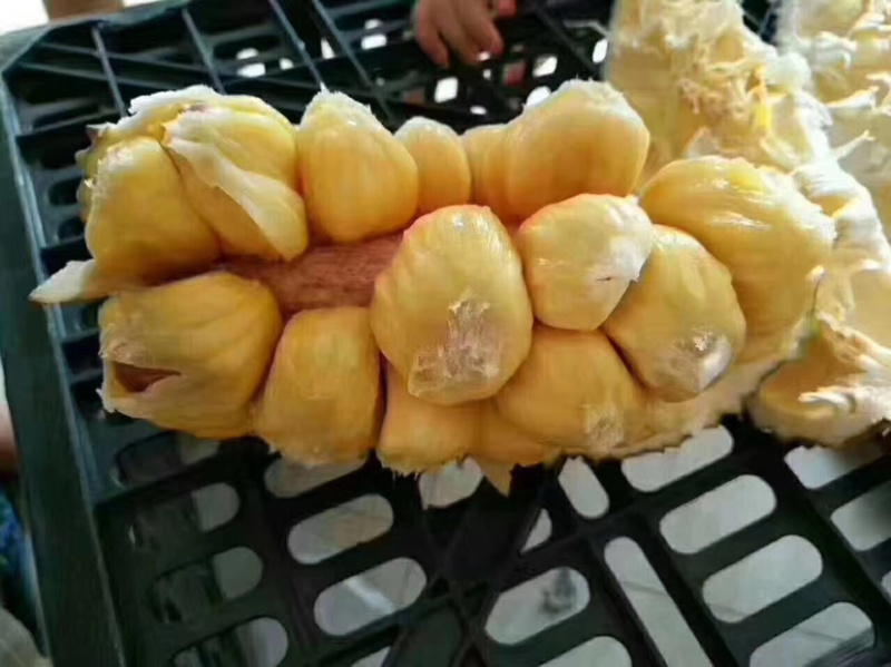 海南榴莲蜜当季热带水果湿包菠萝蜜榴莲口味