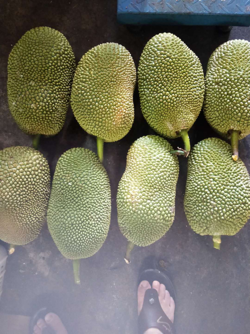海南榴莲蜜当季热带水果湿包菠萝蜜榴莲口味