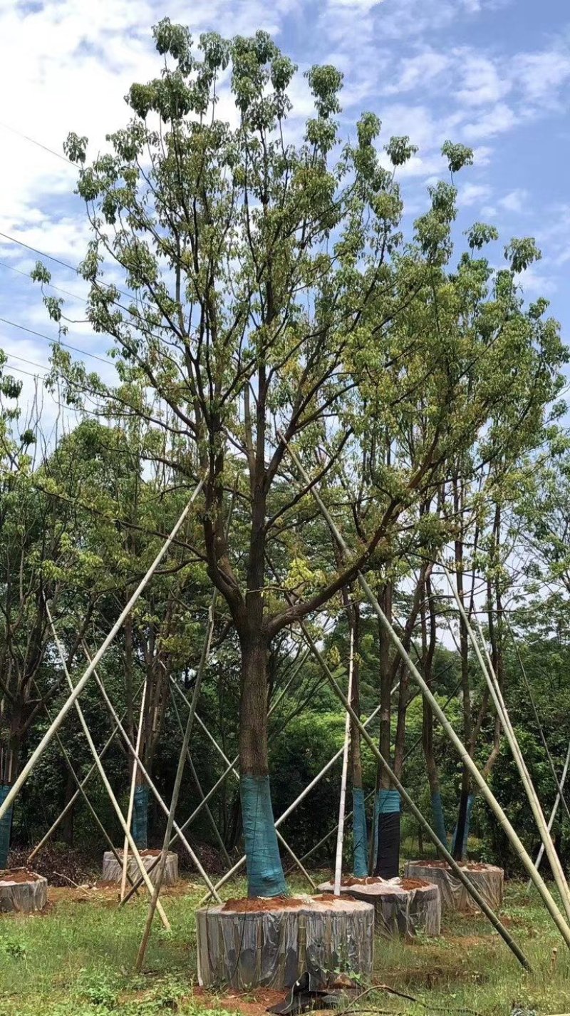 单杆容器全冠香樟假植袋苗自家苗圃基地20-50公分香樟
