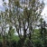 单杆容器全冠香樟假植袋苗自家苗圃基地20-50公分香樟
