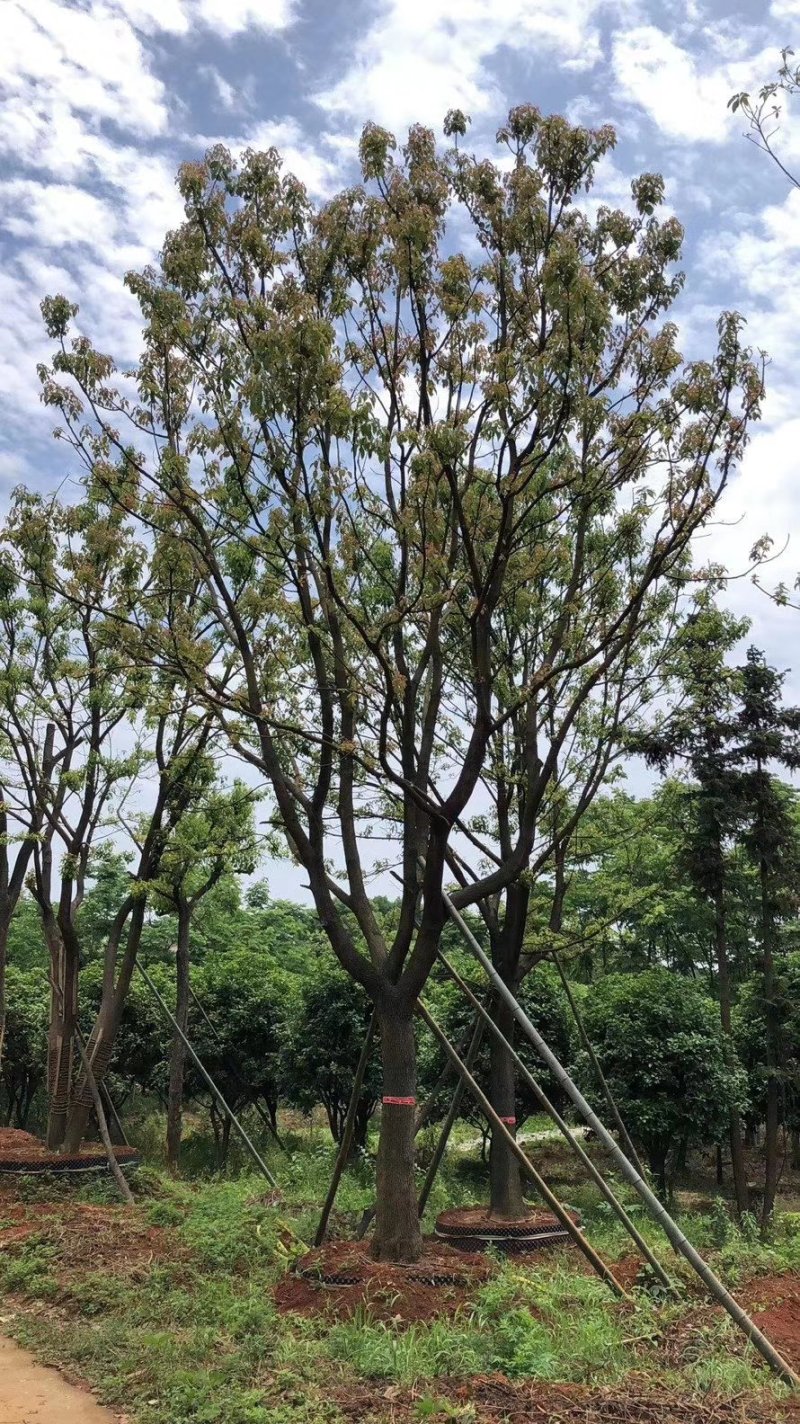 单杆容器全冠香樟假植袋苗自家苗圃基地20-50公分香樟