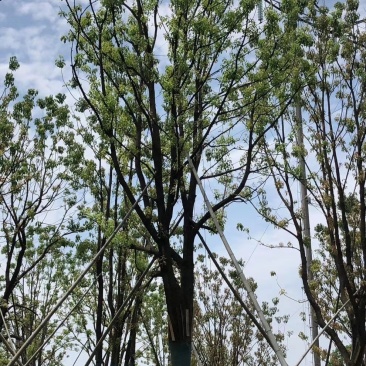 单杆容器全冠香樟假植袋苗自家苗圃基地20-50公分香樟