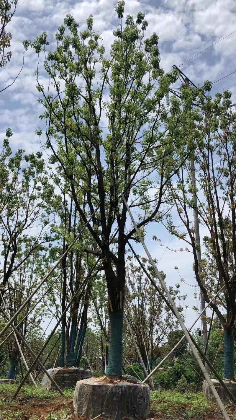 单杆容器全冠香樟假植袋苗自家苗圃基地20-50公分香樟