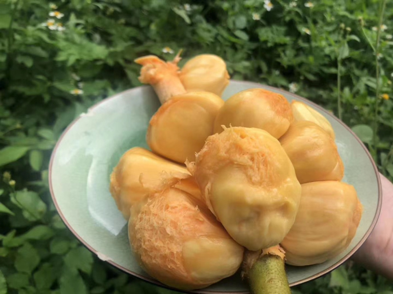 海南榴莲蜜三亚当季热带水果菠萝蜜湿包榴莲口味嫁接。