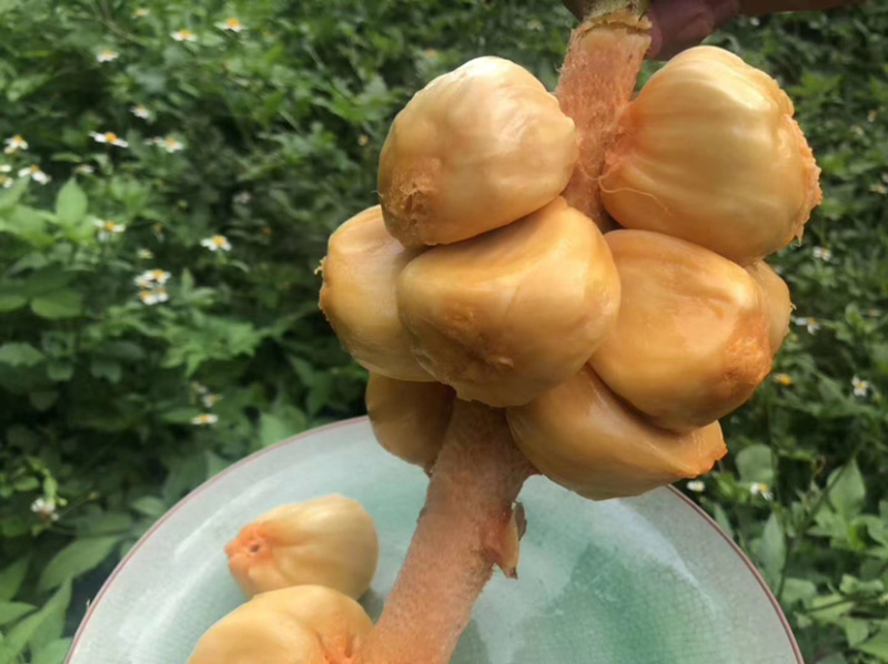 海南榴莲蜜三亚当季热带水果菠萝蜜湿包榴莲口味嫁接。