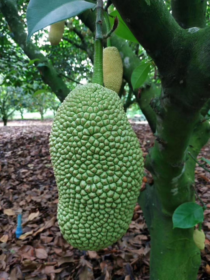 海南榴莲蜜三亚当季热带水果菠萝蜜湿包榴莲口味嫁接。