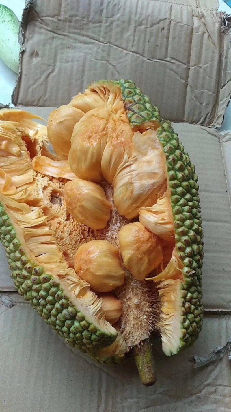 海南榴莲蜜三亚当季热带水果菠萝蜜湿包榴莲口味嫁接。