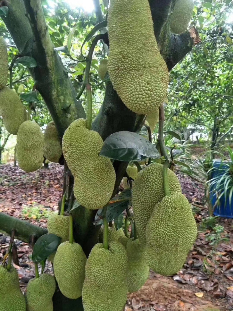 海南榴莲蜜三亚当季热带水果菠萝蜜湿包榴莲口味嫁接。