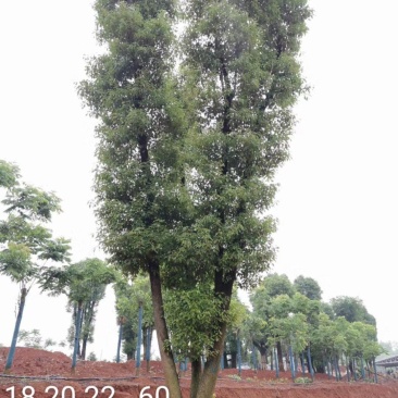 40-80公分丛生香樟多杆香樟多头香樟自家苗圃基地直供